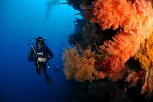 Paradise Island Hula Hula + Diving