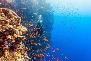 Orange Island + diving